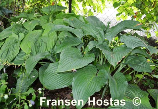 Hosta Flower Power